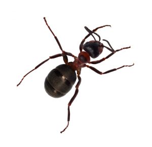 ant