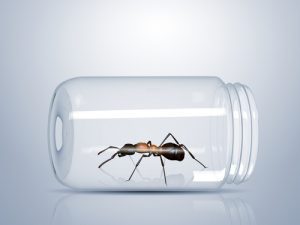 ant-trapped