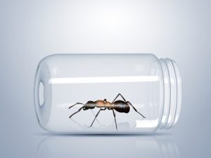 Top 10+ How do ant traps work 7 Ant Baits Need Time to Work - Colonial Pest Control