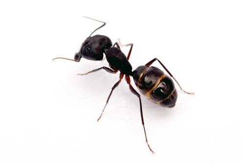 100 Fun Facts About Ants - Colonial Pest Control