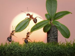 ants-carrying-leaves