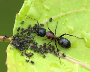 ants-on-aphid