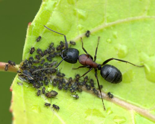 Aphids and ants discount