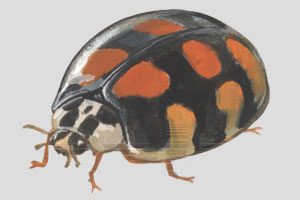 https://www.colonialpest.com/assets/asian_lady_beetle11.jpg