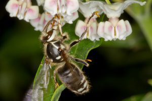 baldfaced-hornet