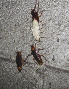 Cockroach in Basement
