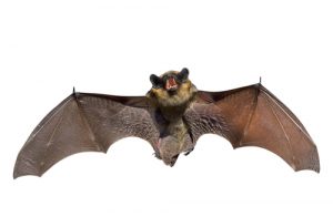 bat