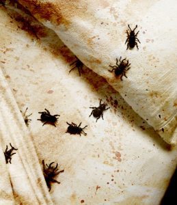 bed-bugs