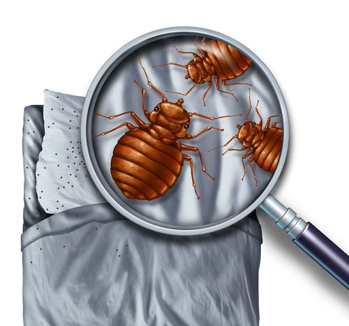 Bed Bug Exterminator LA King