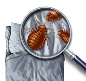 bed-bugs