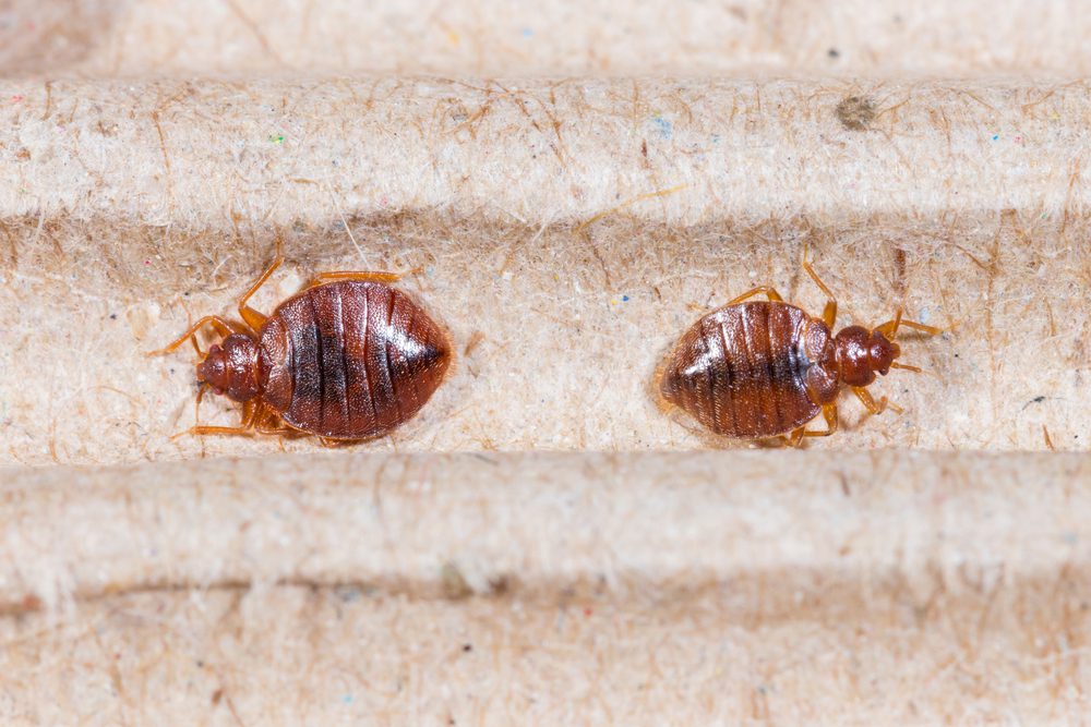 COMMON MYTHS ABOUT BED BUGS Colonial Pest Control