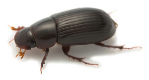 beetle