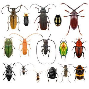 beetles