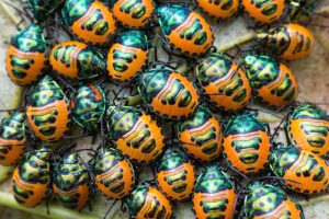 beetles