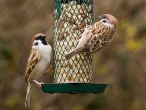 bird-feeder