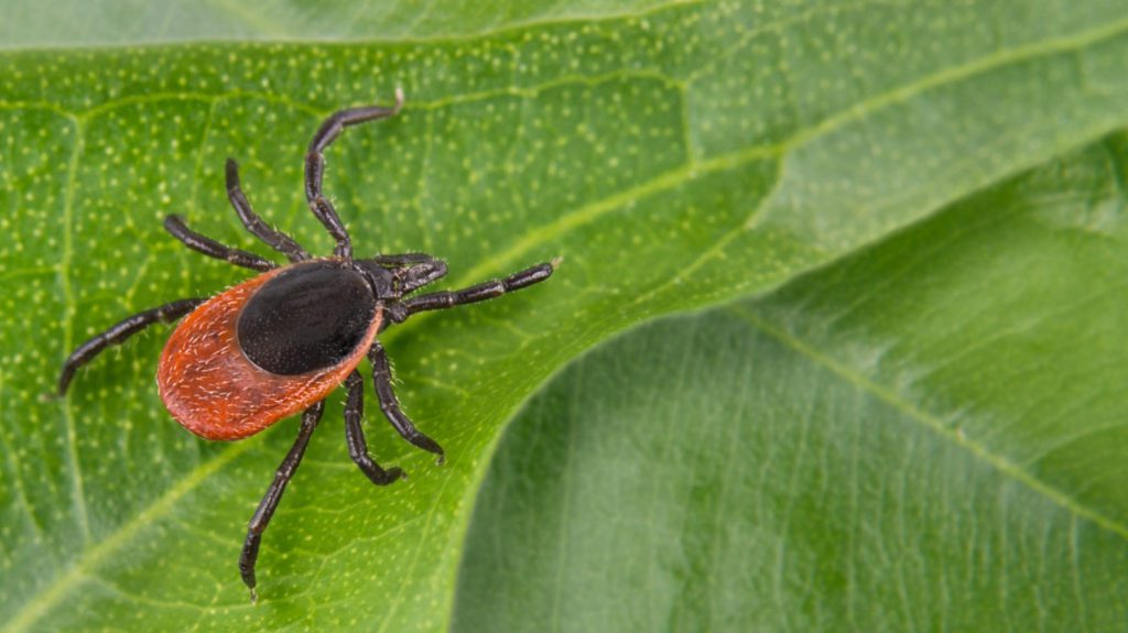 MOUSE NESTS IN YOUR YARD ARE HIDING BLACKLEGGED TICKS! Colonial Pest