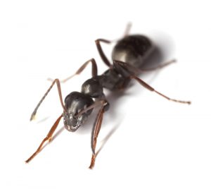 black-ant