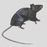Rat in the City