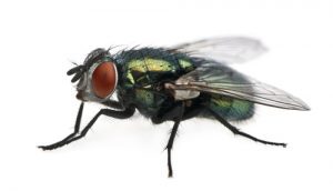 blow-fly