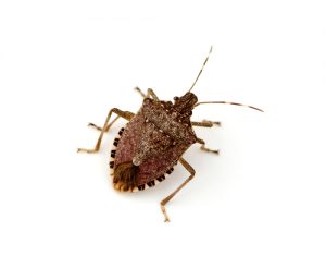 brown-marmorated-stinkbug