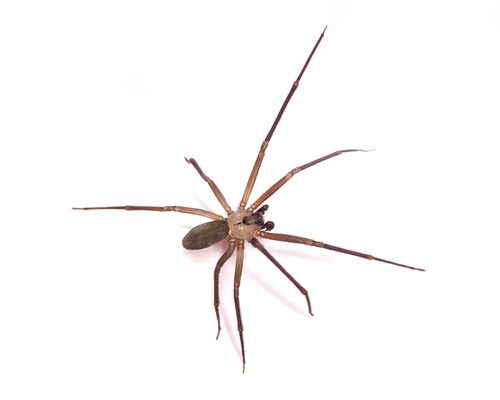 Brown Recluse Spiders  Nebraska Extension in Lancaster County