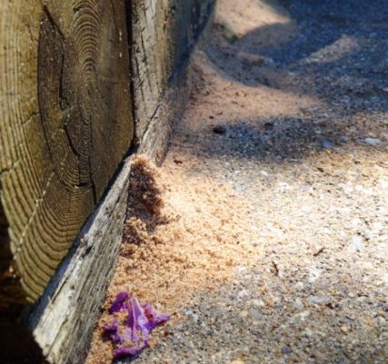 ANSWERS TO THE TOP SEVEN CARPENTER ANT QUESTIONS - Colonial Pest Control