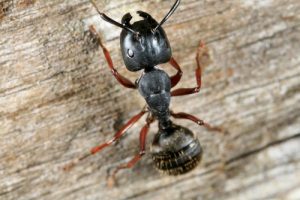 carpenter-ant