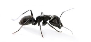 carpenter-ant