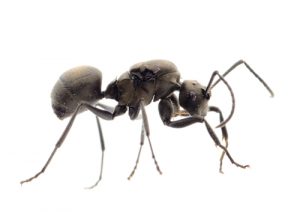 carpenter-ant