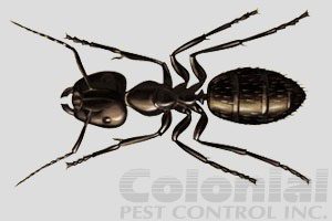 Carpenter Ants