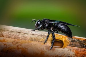 carpenter-bee