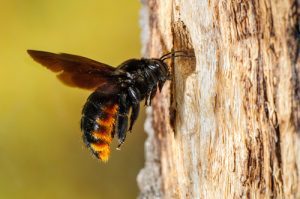 Carpenter Bee Trap