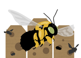 Carpenter Bee Control