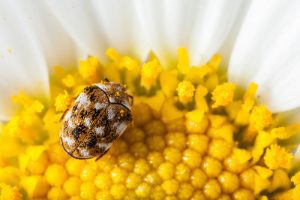 carpet-beetle