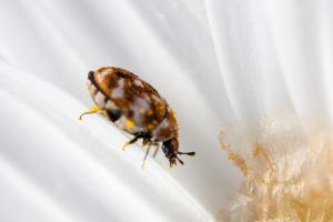 What Are Those Tiny Beetles Crawling Up My Walls Colonial Pest