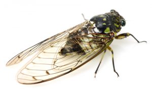 cicada