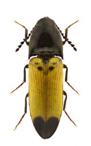 click-beetle