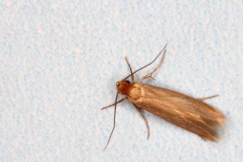 Does Cedar Kill Moths?