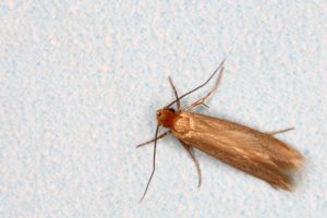 Clothes Moth Prevention Tips - Colonial Pest Control