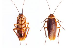 cockroach (2)