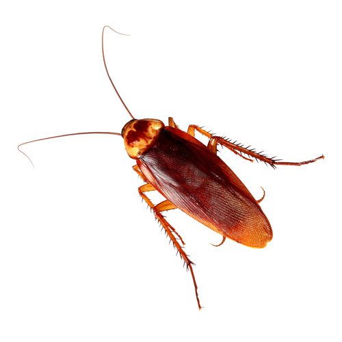 Water roaches deals