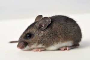 Deer mouse from the side. Shutterstock. 