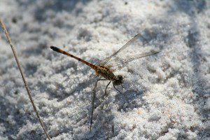 Dragonfly In Snow