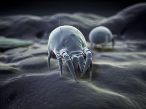 dust-mite