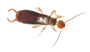 earwig