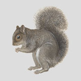 Eastern gray squirrel