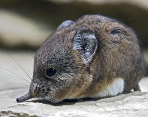 elephant-shrew