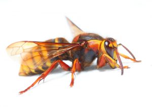 european-hornet