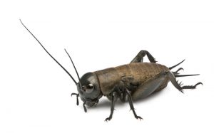 field-cricket