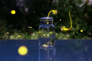 fireflies